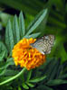 355_P5200044