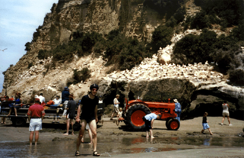 NZ_NI_001_sk_CapeKidnappers_ganetcolony