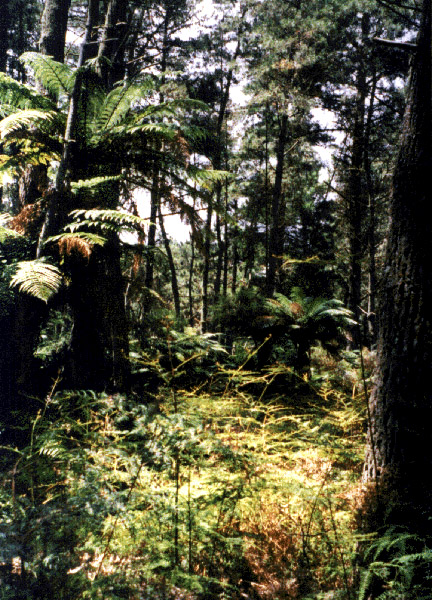 NZ_NI_029_sk_Coromandel_CoromandelTrack
