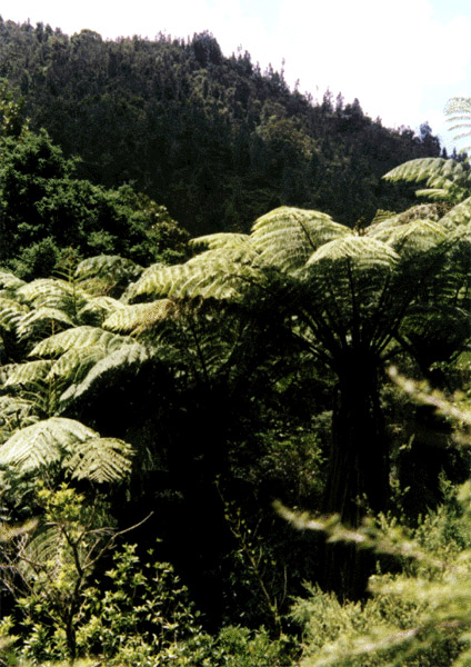 NZ_NI_030_sk_Coromandel_CoromandelTrack