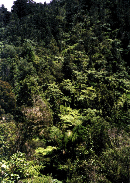 NZ_NI_033_sk_Coromandel_CoromandelTrack