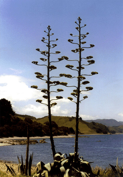 NZ_NI_039_Ir_Coromandel_smerPortJackson
