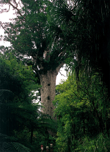 NZ_NI_042_Ir-pc_Northland_Kauri_TaneMahuta