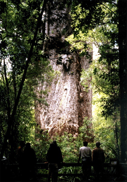NZ_NI_042_sk_Northland_Kauri_TaneMahuta