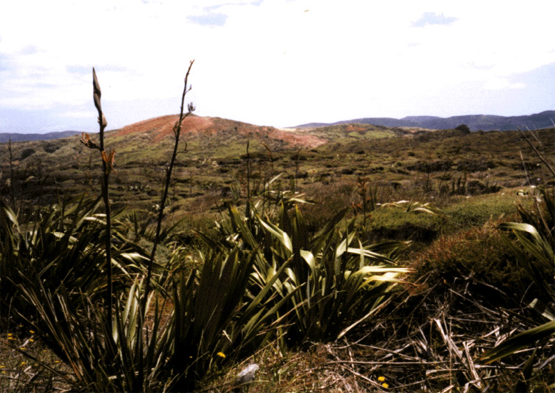NZ_NI_049_sk_Northland_NintyMileTrack