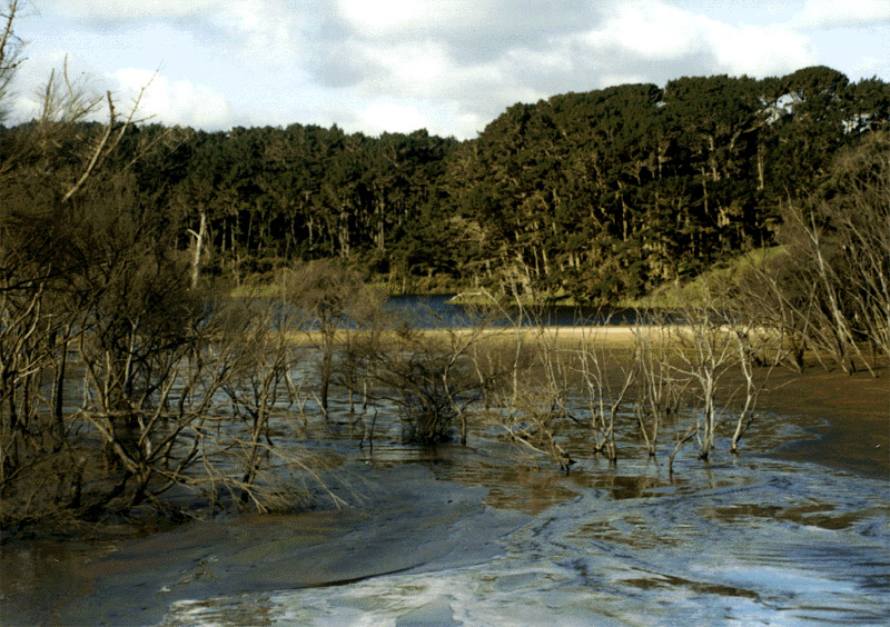 NZ_NI_055_Ir_Northland_CapeReinga_TePaki_b