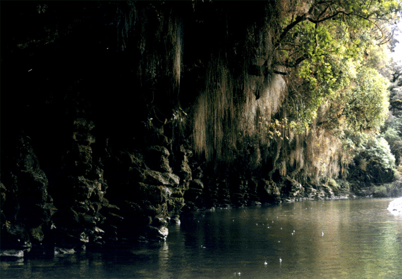 NZ_SI_092_Ir_Paparoa_FoxRiverTrack