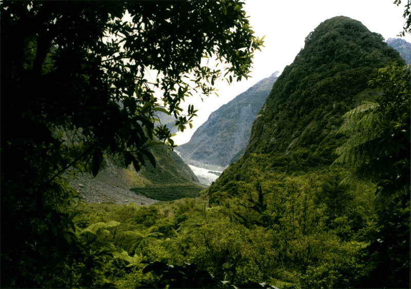 NZ_SI_105_Ir_WestCoast_FoxGlacier
