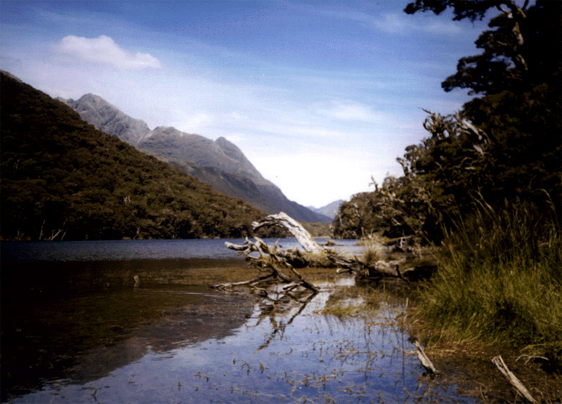 NZ_SI_158_sk_Fiordland_CaplesTrack