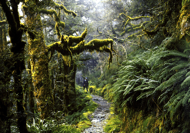 NZ_SI_160_Ir_Fiordland_RouteburnTrack