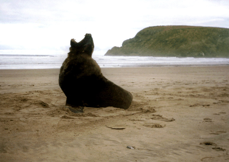 NZ_SI_169_sk_Southland_Catlins_CannibalBay