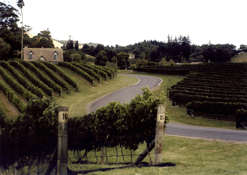NZ_zNI_250_Ir_HawkesBay_Vineyards
