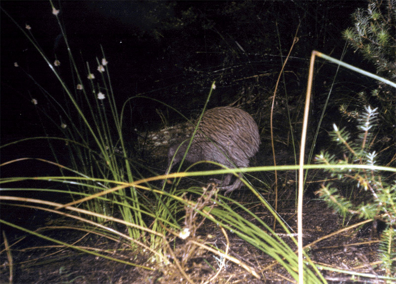 NZ_zv500_Kiwi