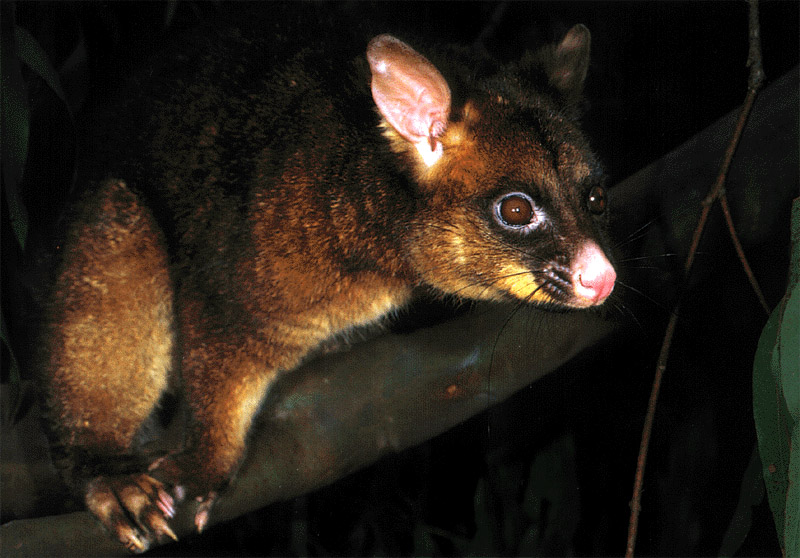 NZ_zv502_Possum