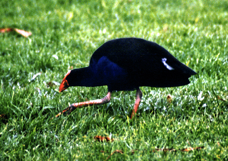 NZ_zv503_Pukahe