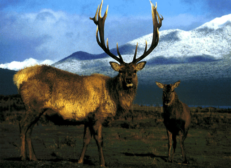 NZ_zv507_Deer
