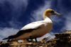 NZ_NI_002_sk_CapeKidnappers_ganetcolony
