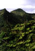 NZ_NI_028_sk_Coromandel_CoromandelForest