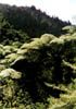 NZ_NI_030_sk_Coromandel_CoromandelTrack