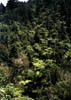 NZ_NI_033_sk_Coromandel_CoromandelTrack