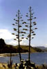 NZ_NI_039_Ir_Coromandel_smerPortJackson