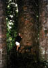 NZ_NI_041_sk_Northland_Kauri&Maja
