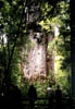 NZ_NI_042_sk_Northland_Kauri_TaneMahuta