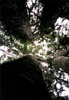NZ_NI_044_sk_Northland_Kauri_FourSisters