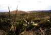 NZ_NI_049_sk_Northland_NintyMileTrack
