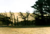 NZ_NI_055_Ir_Northland_CapeReinga_TePaki