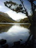 NZ_SI_157_sk_Fiordland_CaplesTrack