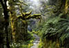 NZ_SI_160_Ir_Fiordland_RouteburnTrack