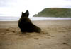 NZ_SI_169_sk_Southland_Catlins_CannibalBay