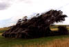 NZ_SI_170_Ir_Southland_SlopePoint