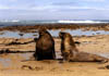 NZ_SI_175_Ir_Southland_WaipapaPoint_SealLeons
