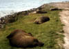 NZ_SI_185_Ir_Dunedin_OtagoPaninsula_Seals