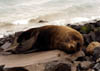 NZ_SI_186_Ir_Dunedin_OtagoPaninsula_Seals