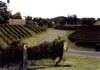 NZ_zNI_250_Ir_HawkesBay_Vineyards