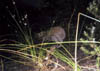 NZ_zv500_Kiwi