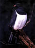 NZ_zv504_Kereru