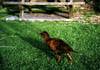 NZ_zv505_Weka_Bushhen