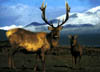 NZ_zv507_Deer