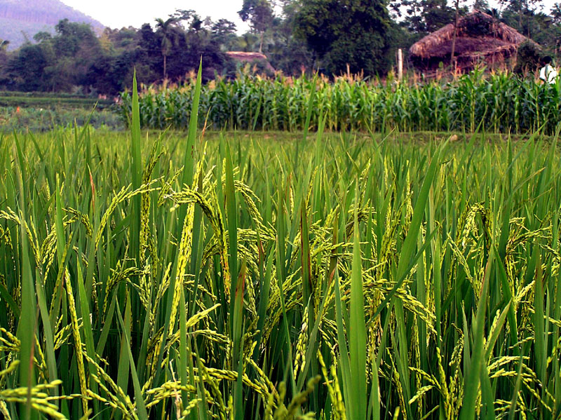 P5080175b